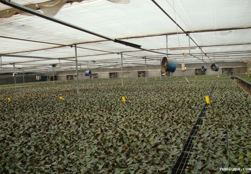 温室大棚工程PC阳光板